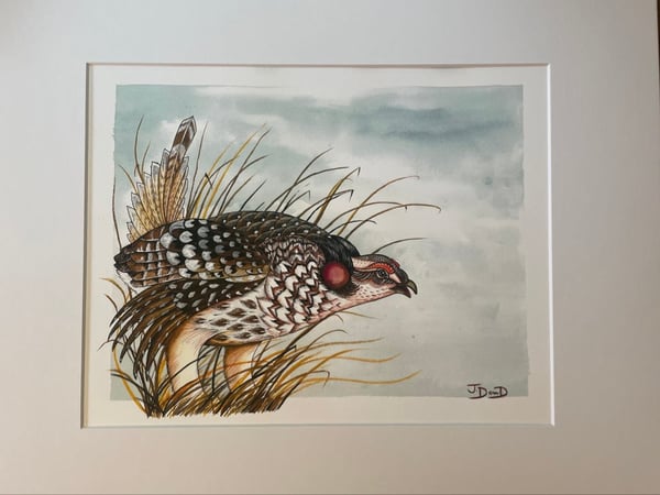 Image of “Dancing Sharptail”