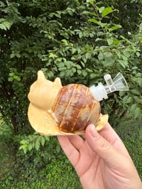 Image 3 of Water Snail