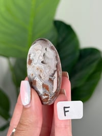 Image 6 of SMALL SANGRIA LACE AGATE SHIVAS