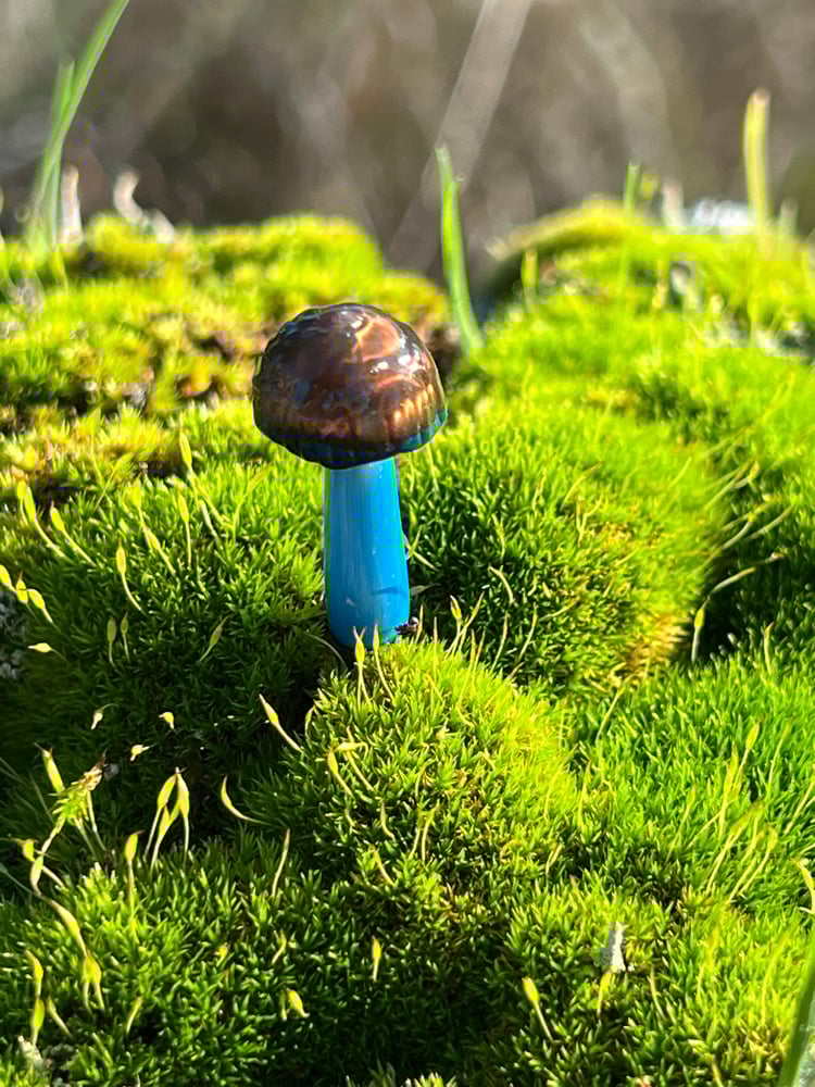 Image of Small Blue Staining Mushroom Plant Spike 2