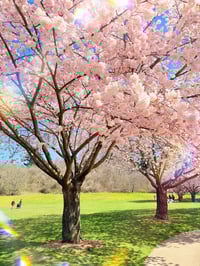 Image 3 of Cherry Blossom Sakura Dangle Earrings