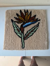 Bird of paradise 