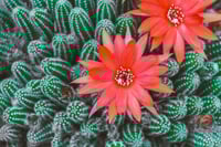Image 1 of Cactus Fower & Jade