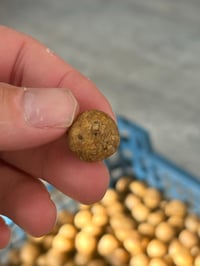 Image 3 of NAT trilogy boilies