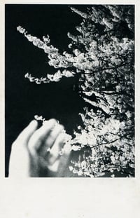 Image 3 of NIGHT BLOSSOM (UNIQUE)