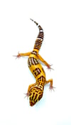 Giant Tangerine (Tremper) (H- 09)
