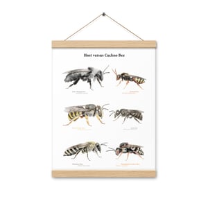 Host versus Cuckoo Bee print with hangers