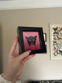 Image 1 of Graphium Weiskei Frame