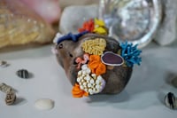 Image 3 of Pet Coral Reef