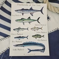 Image 2 of Mackerels of the Sea 🐟