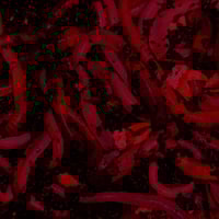 Image 6 of Worm Chewer "Whorez, Weed, Wormz" Limited Cassette