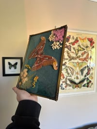 Image 2 of Atlas Moth