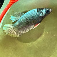 Image of Solid Copper Blue Black Lavender Male HMPK