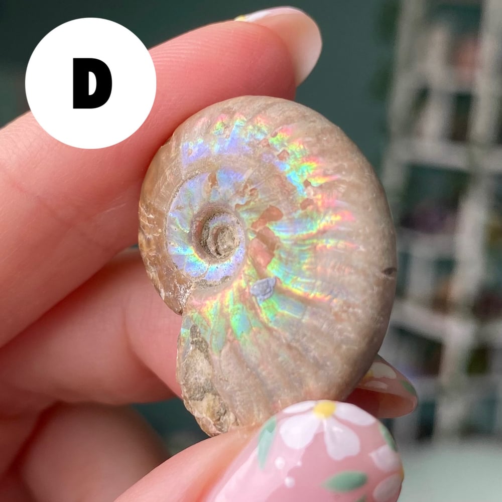 Image of Ammonite Shell