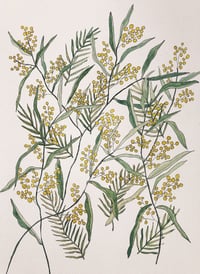 Image 1 of 'Wattle Love'