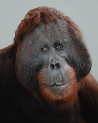 Image 1 of Big Blue
