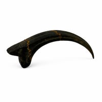 Image 5 of The Velociraptor Claw