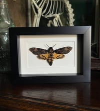 Image 1 of Deaths-Head Hawk Moth Frame