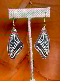 Image 1 of Xuthus Swallowtail Forewings