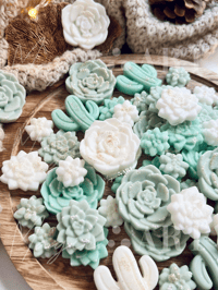 Image 4 of Succulent Garden