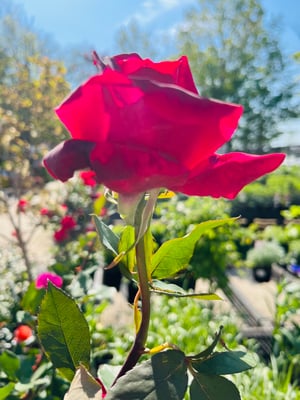 Image of the rose portal