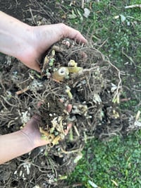 Image 2 of Sedum Autumn Joy - bare root