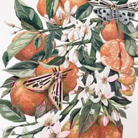 Image 2 of clementines & tiger moths
