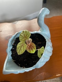 Image 2 of Rippled Peperomia in Blue Iridescent Swan