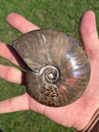 Image 13 of Purple - Rainbow Iridescent Ammonite Shell Fossil | Madagascar #2895