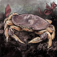 Dungeness Crab #2 8” X 8”