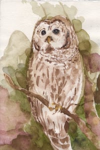 Image 1 of Barred Owl #2