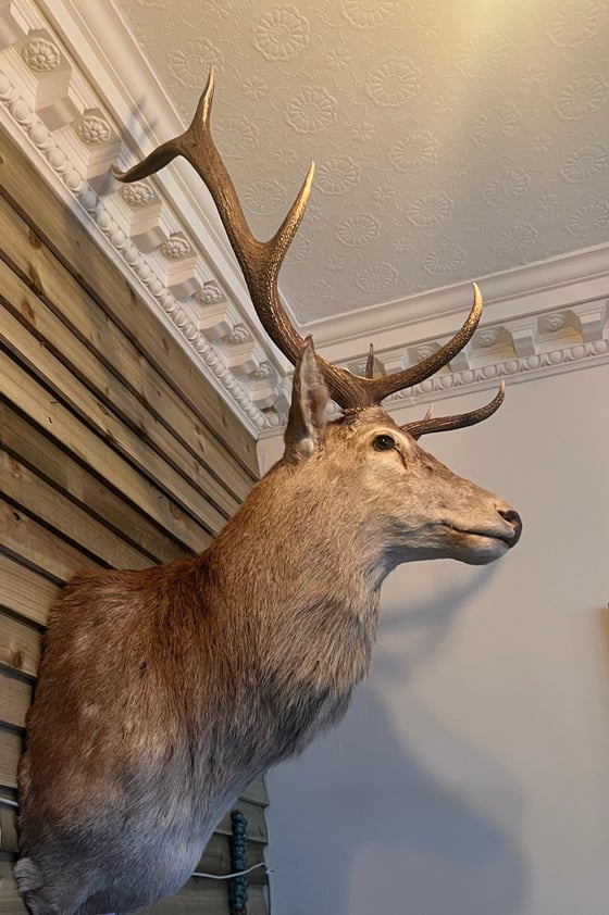 Image of Taxidermy Red Deer 