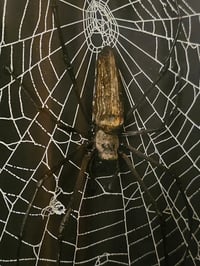 Image 2 of Large Black Box Frame With Taxiderny orbweaver Spider & Preserved Web