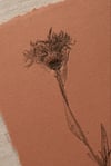 Knapweed - A6 - Original Botanical Monoprint