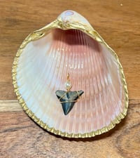 Image 2 of Shark Tooth Necklace ST104
