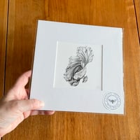 Siamese Fighting Fish Giclee Print