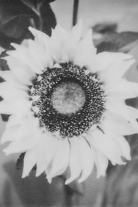 Sunflower Film