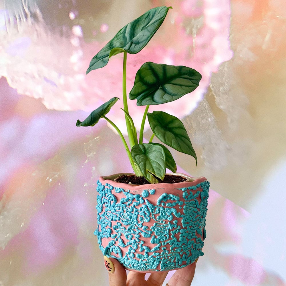Image of Solaris Plant Pot #1