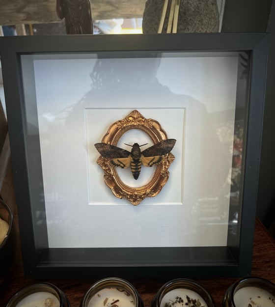 Image of Ornate Death Head Hawk Moth 