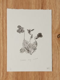 Image 3 of Common Dog-Violet - A6 - Original Botanical Monoprint