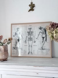 Image 1 of Planche d’anatomie encadrée - Homme