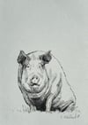 Pig, original drawing 