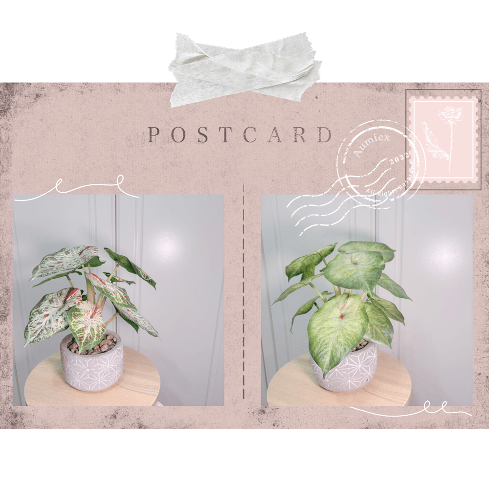 Image of Caladium Blush × Embossed Cement Pot