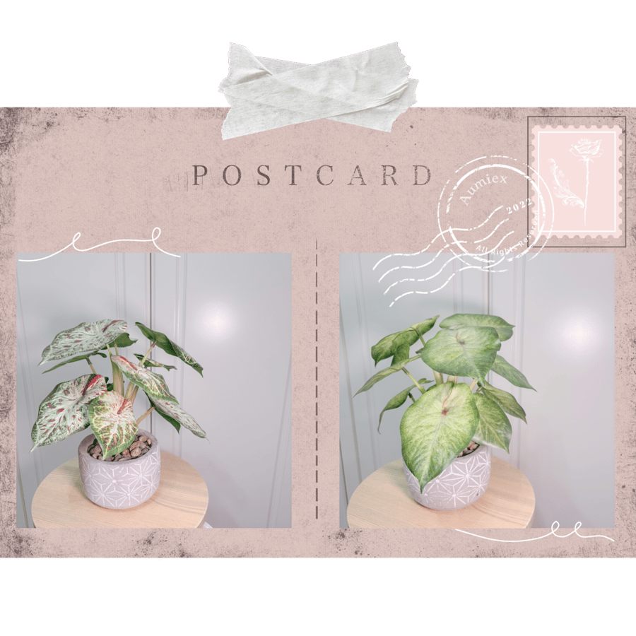 Image of Caladium Blush × Embossed Cement Pot