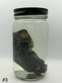 Image 12 of Vole (Microtus pennsylvanicus) Wet Specimen