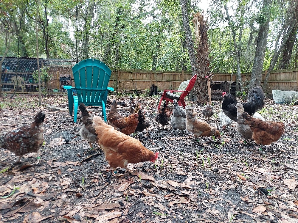 Image of Feed Our Animals Party 🐇🐓