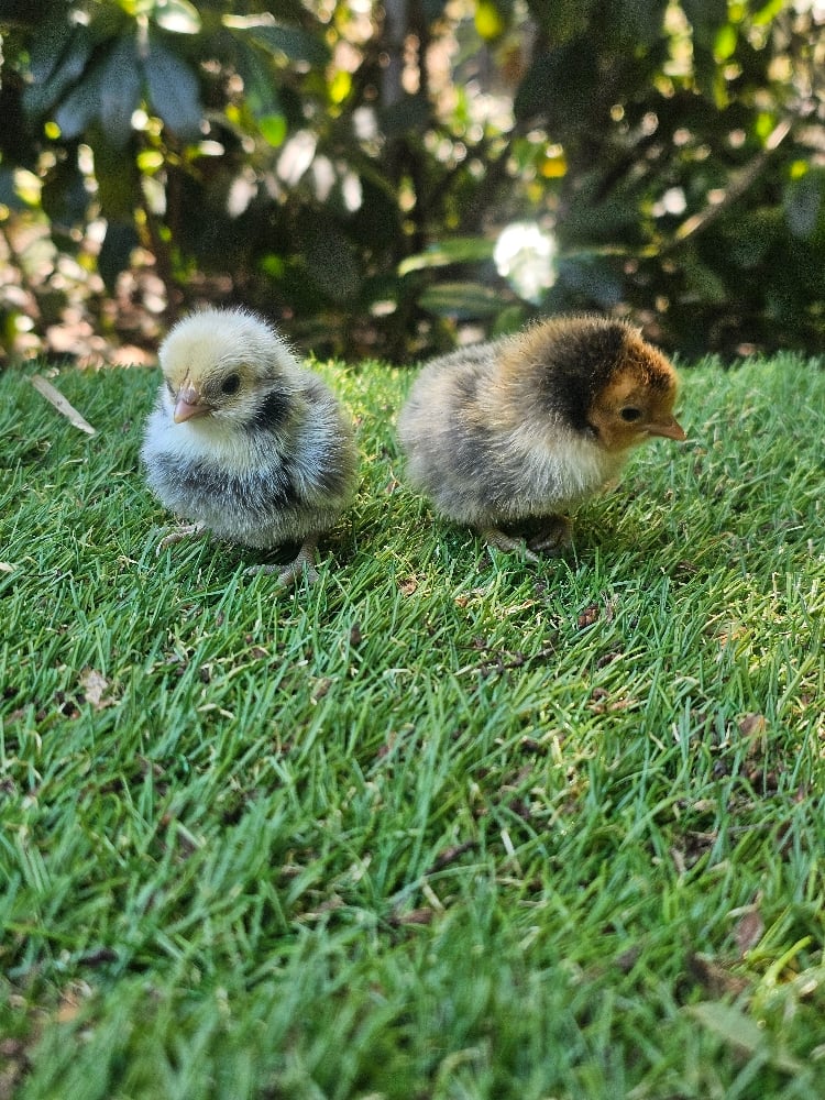 Image of Chicks Available 🐣