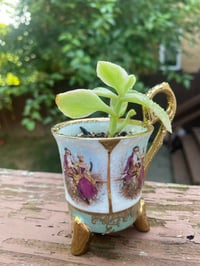 Image 4 of Baby Sun Rose in Victorian Cup