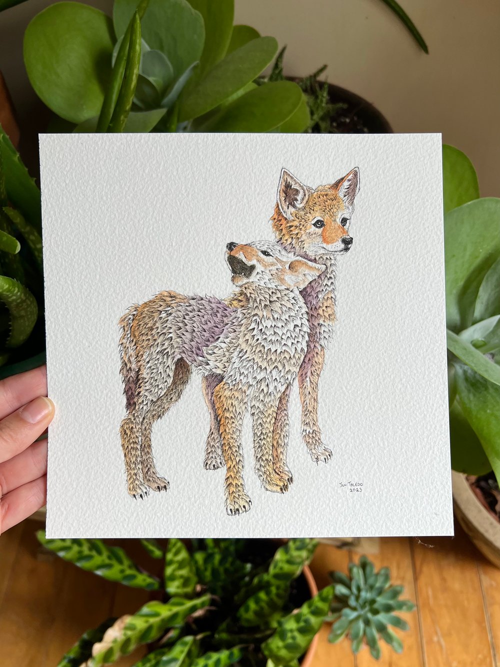 Image of Coyote Pups