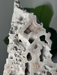Image 2 of XL AGATIZED CORAL SLAB -FLORIDA- B